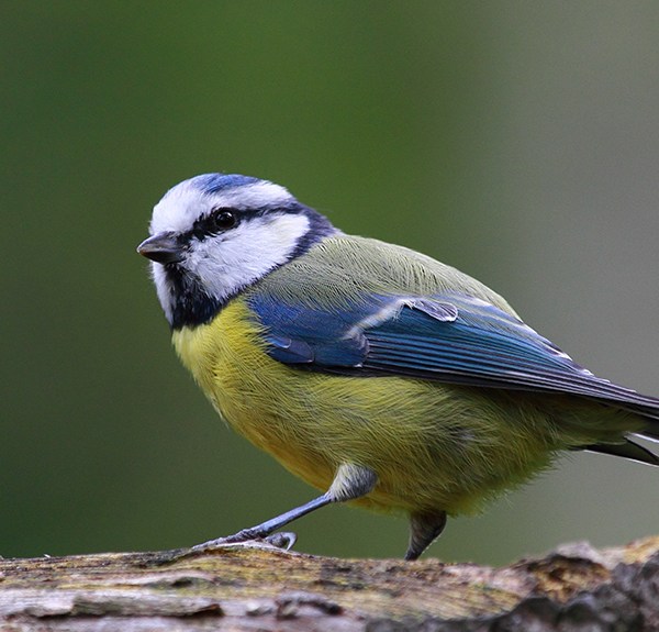 early-bird-gets-worm