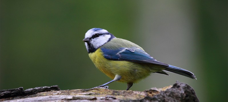 early-bird-gets-worm